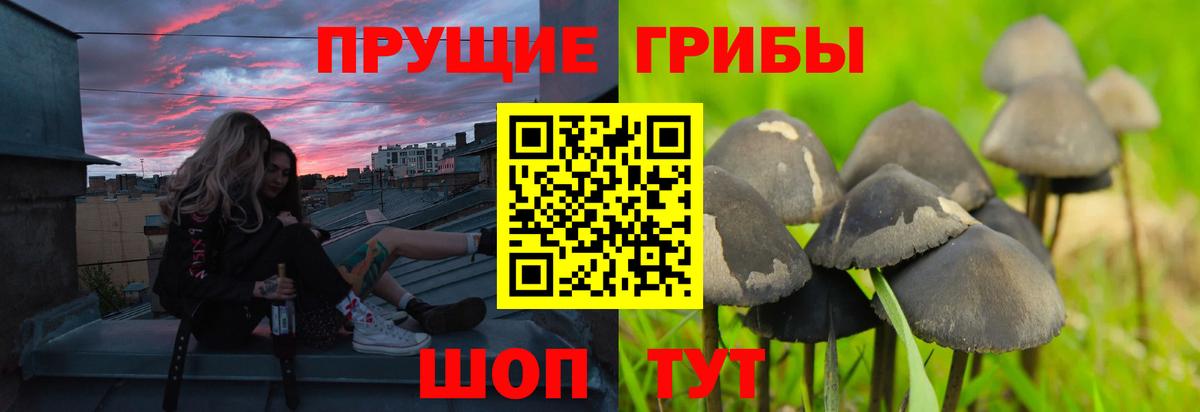 Псилоцибиновые грибы прущие грибы Строитель
